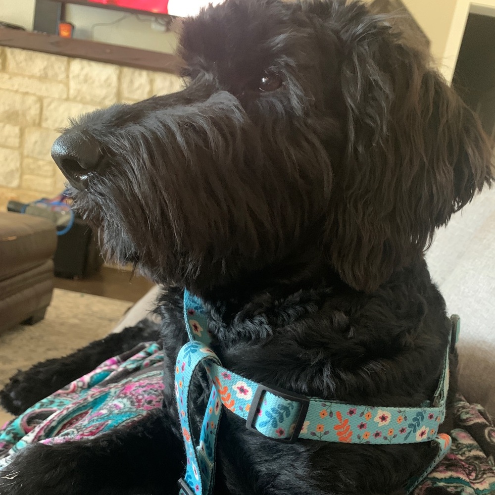 Meet your Posher, Kristi